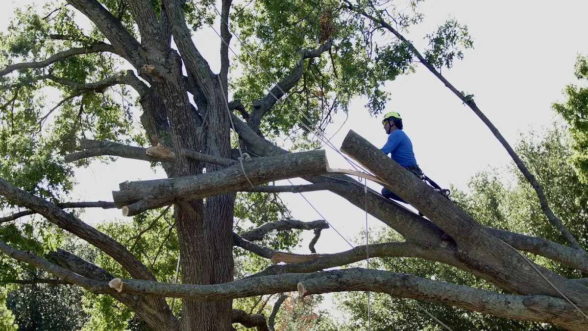 Professional Hazardous Tree Removal performed by certified arborists in Mchenry